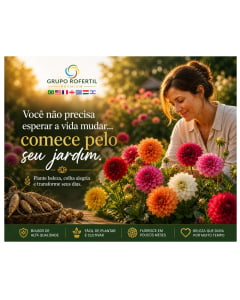 Kit 30 Bulbos de Dália Transforme Seu Jardim em um Verdadeiro Espetáculo